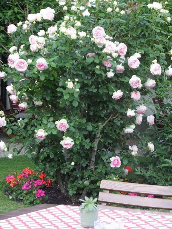 Hotel Weingut Rosenhof 일미츠 외부 사진