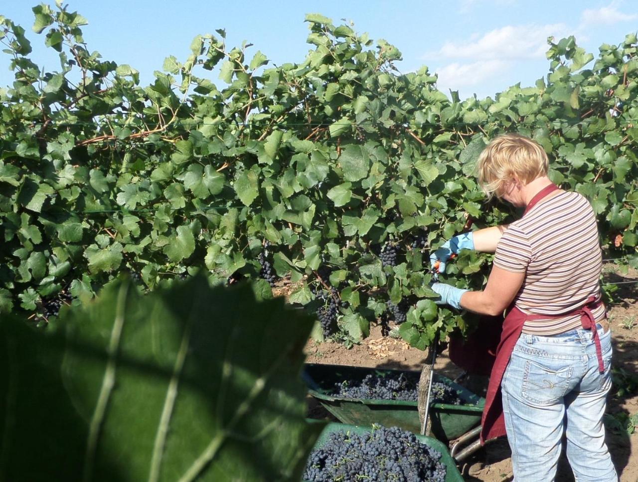 Hotel Weingut Rosenhof 일미츠 외부 사진
